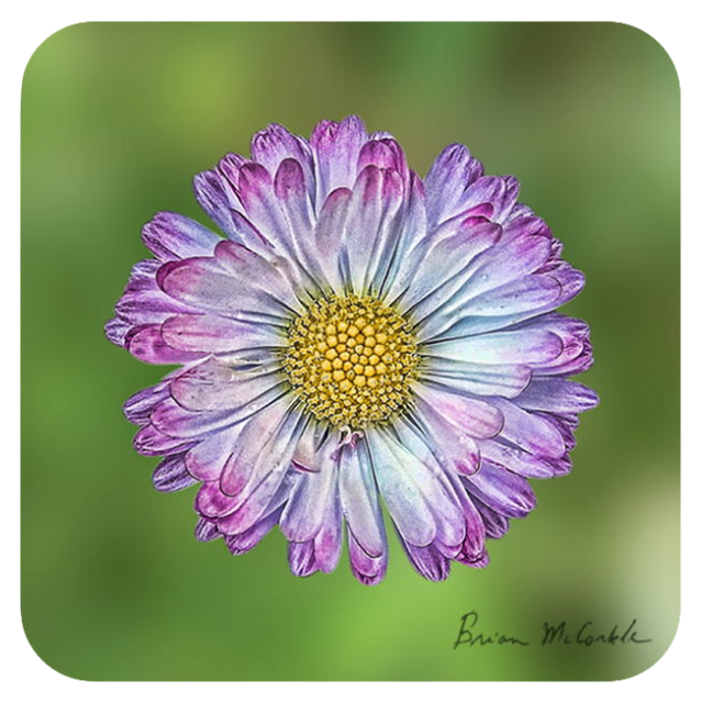 (image for) White Coneflower